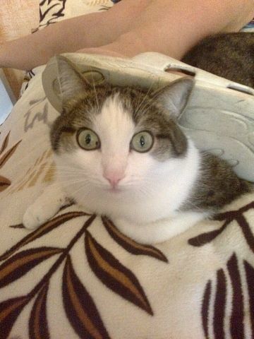 Юлия Донова