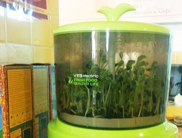 В "Кофемолке" выращивают семечки