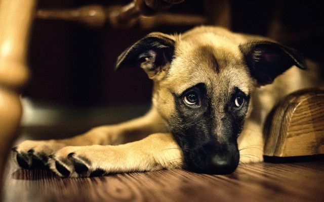 В Челябинской области вспышка бешенства. Собак бесплатно вакцинируют