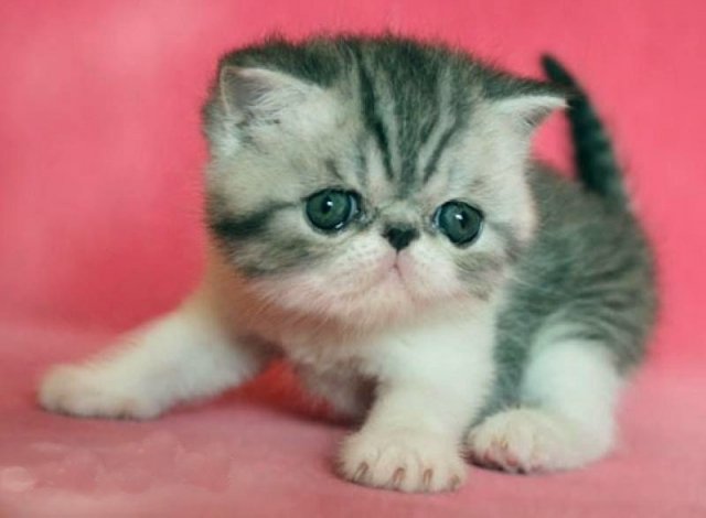 Международная выставка кошек CATS  SHOW в Тюмени
