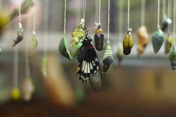 В «Трогательном зоопарке» появились бабочки