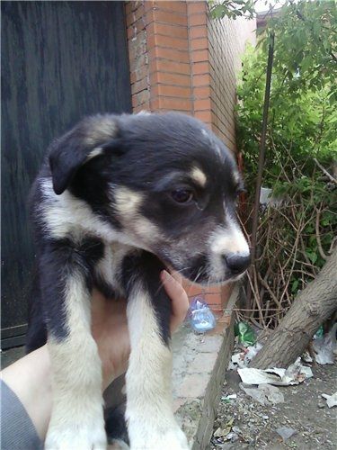 Жуля до