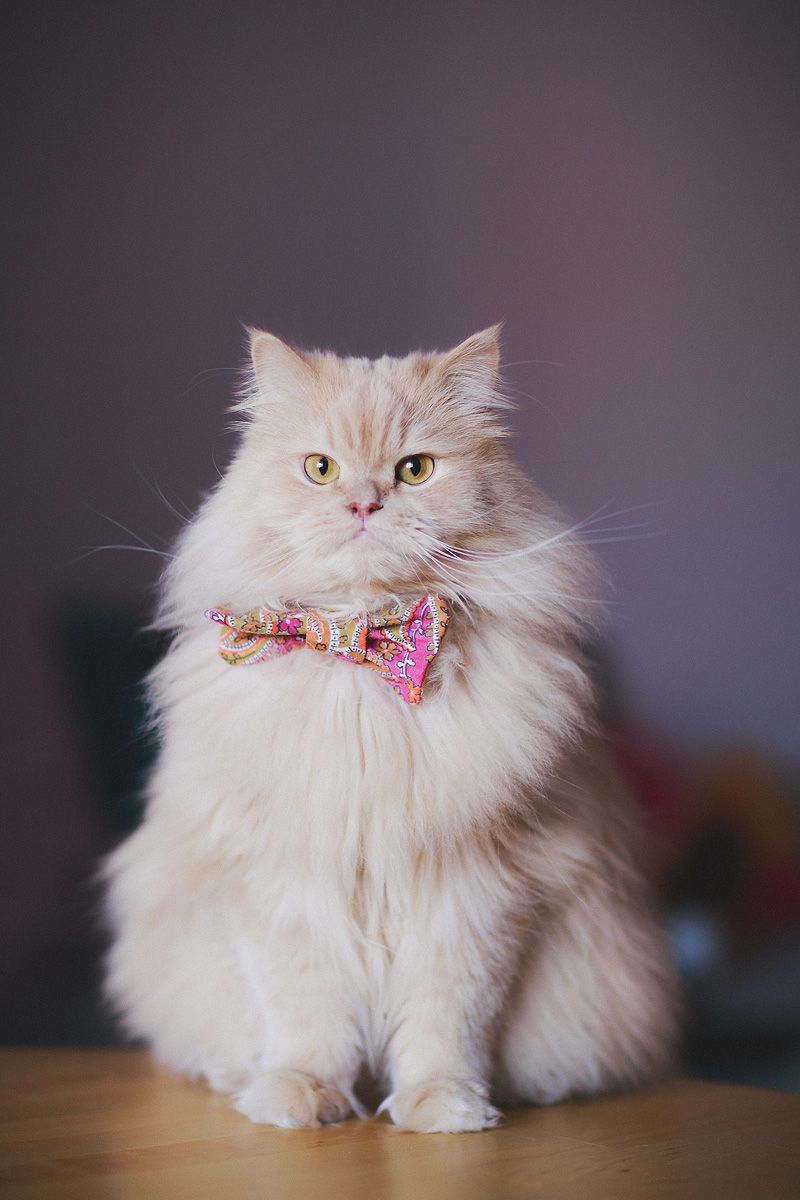 Мурзик