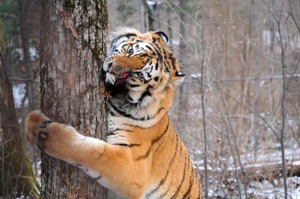 В Челябинске (и по всей России) день рождения спасенного тигренка празднуют эко-акцией