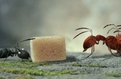 Букашки. Приключение в Долине муравьев
