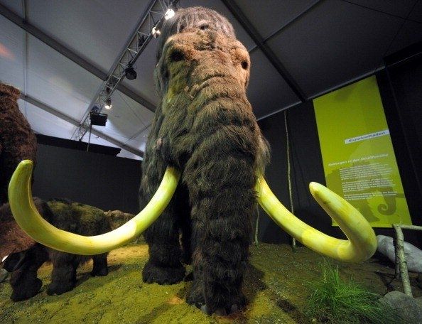 В Музее истории города показывают «Гигантов ледникового периода»