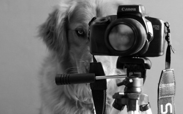 Собаки в кадре: шесть фотосалонов, где согласились сфотографировать собаку на паспорт