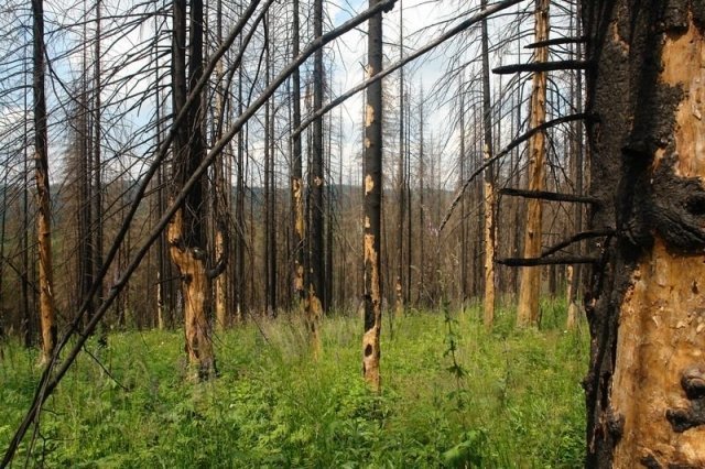 Как помочь восстанавить леса после пожара: ближайший объект - Национальный Парк «Таганай»