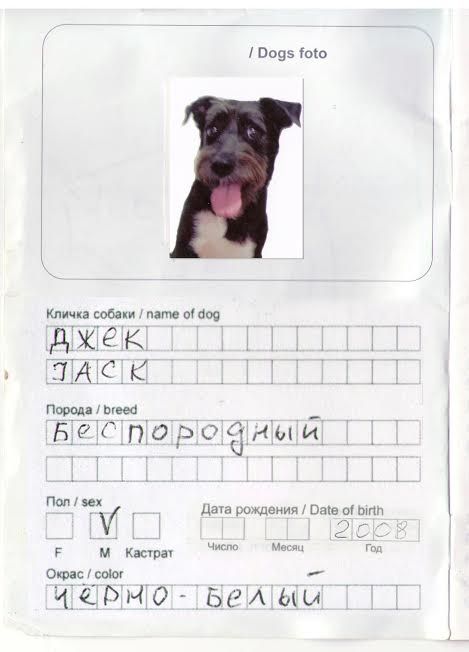 Размер Фото На Паспорт Собаки