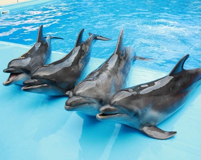 Скоро на Арабатской стрелке откроется дельфинарий