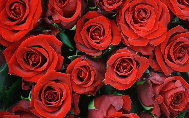 На Мира, 81, теперь розы каждый день