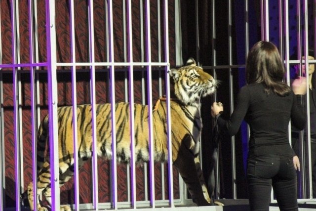 На церемонии открытия ЧМ по дзюдо живого тигра превратили в ростовую куклу