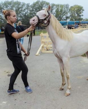 Полина, 17 лет. Лошадь: Дисней, 1 год  7 месяцев. «Он 2012 года выпуска. Его масть называется «изабелловая»: такие лошадки – альбиносы, у них белая шерсть, но сквозь нее просвечивает кожа и они выглядят розовыми».