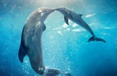 История дельфина-2