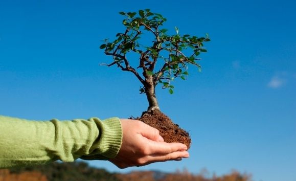 11 октября объявлен День посадки леса в Казани