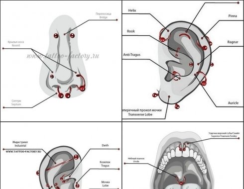 Названия пирсинга ушей с картинками на русском