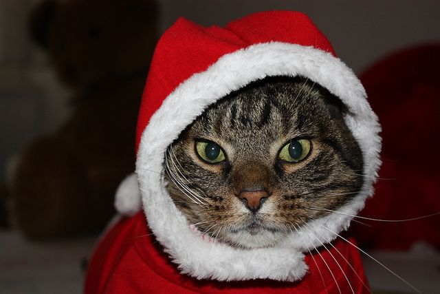 В декабре КОСК «Россия» вместит в себя Деда Мороза и кошек