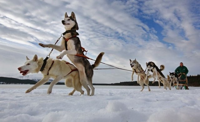 «Каменный мыс» откроет зимний сезон собачьими бегами в упряжках 