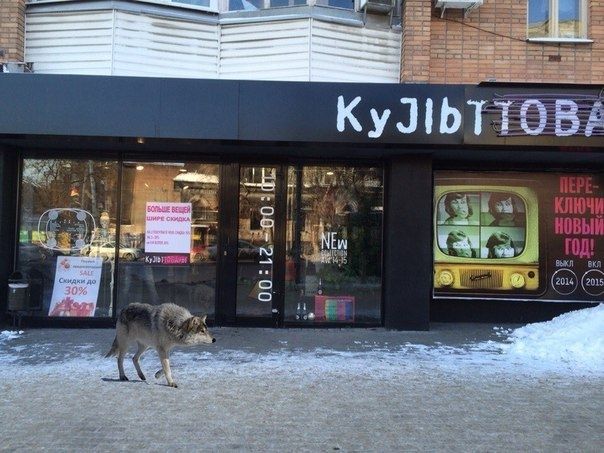 По Ростову разгуливает волк