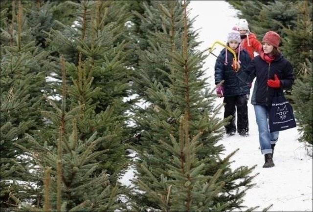 Самарская область начали готовить к праздникам более 6 700 новогодних елок