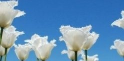 В Казани появился новый сквер «Белые цветы»