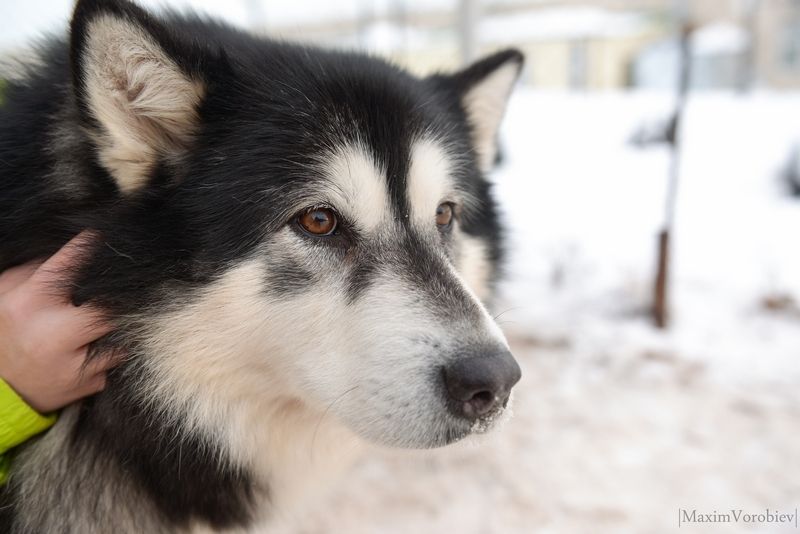 Ездовой спорт