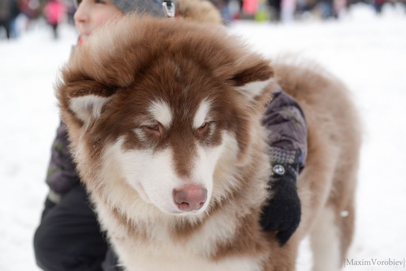 Ездовой спорт