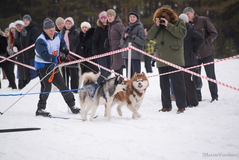 Ездовой спорт