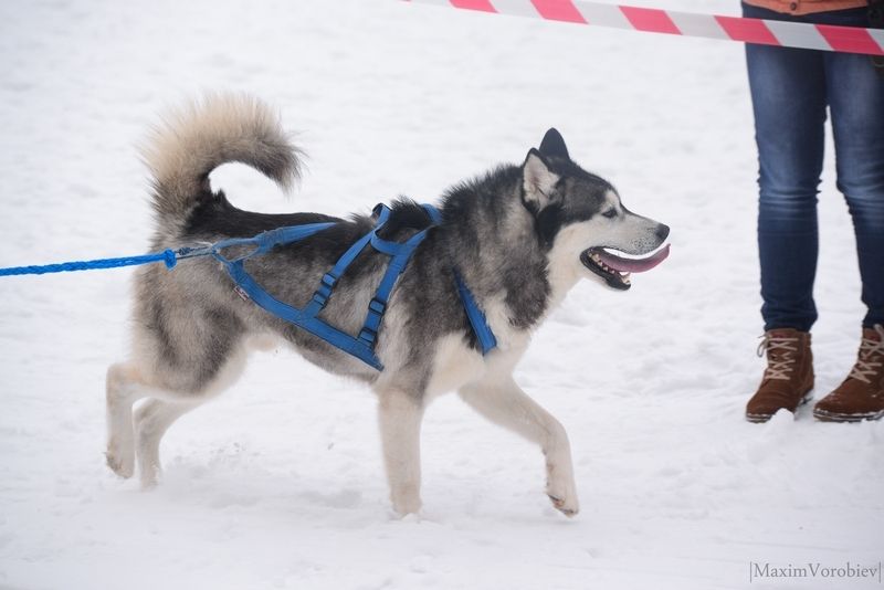 Ездовой спорт