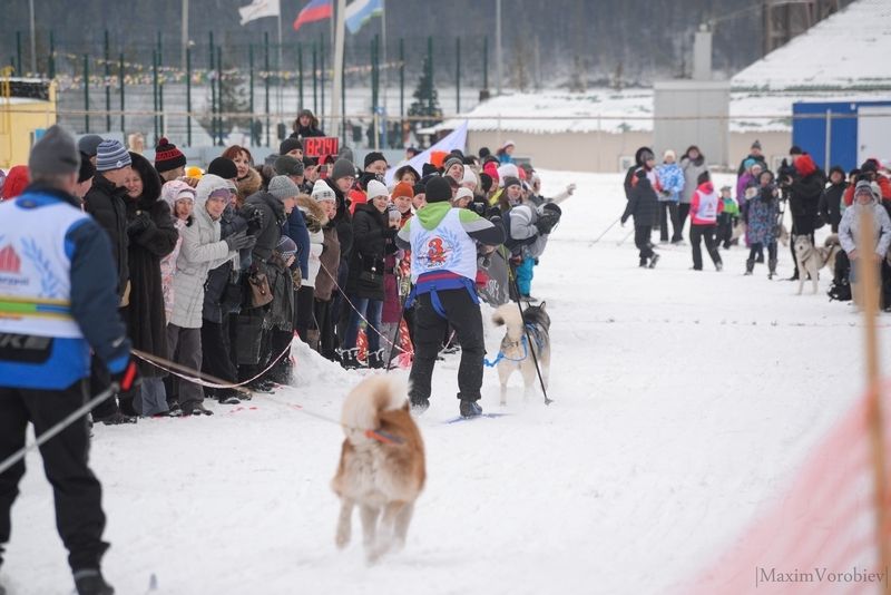 Ездовой спорт