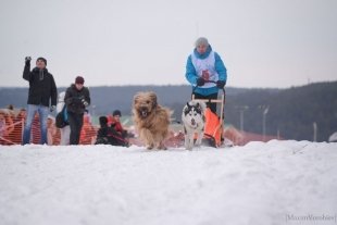 Ездовой спорт