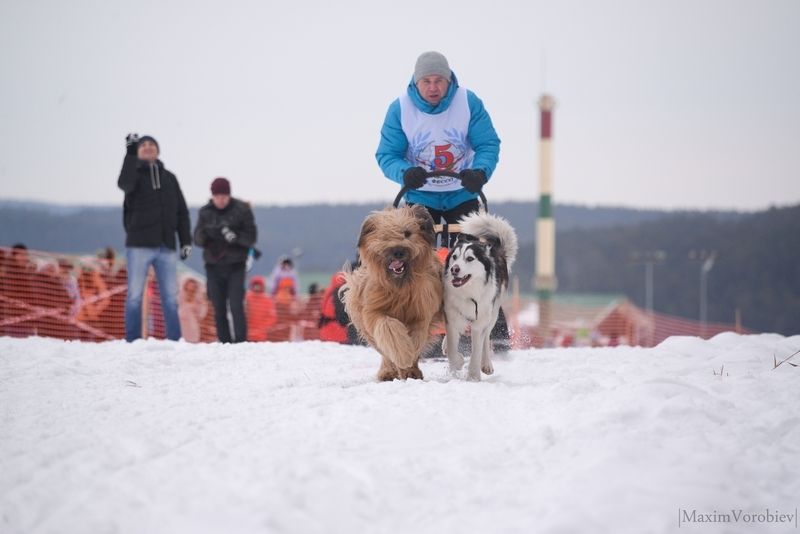 Ездовой спорт