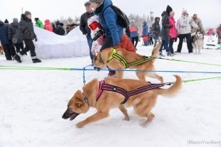 Ездовой спорт