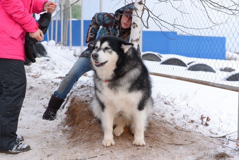 Ездовой спорт