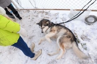 Ездовой спорт