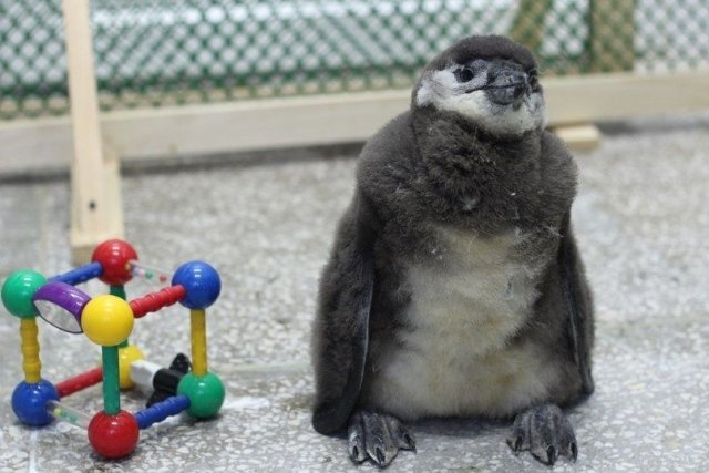 В "Роевом ручье" уже можно посмотреть на пингвинёнка