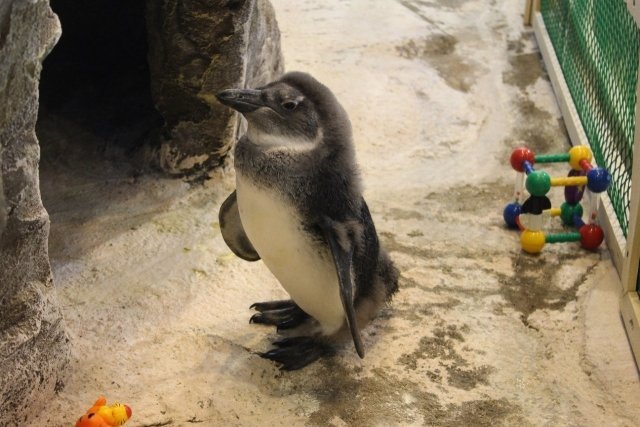 Пингвинёнок Чуди в "Роевом ручье" почти оперился
