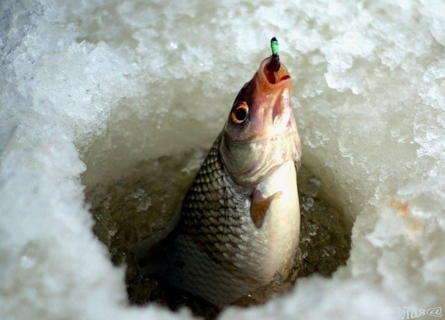 Дело клевое. 5 вариантов рыболовного отдыха в Бурятии