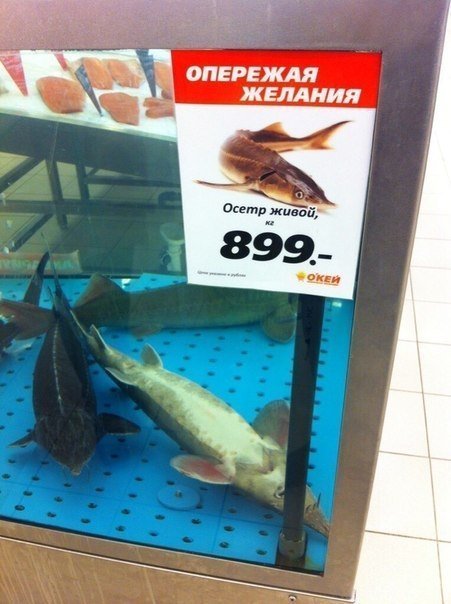 Осетр почти жив
