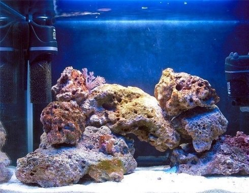 «Живые камни» в морском аквариуме: особенности и преимущества