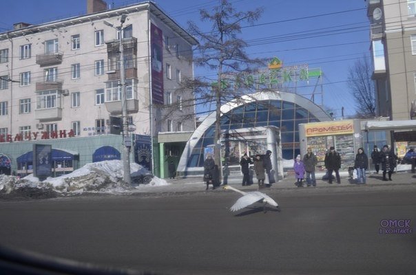 Лебедь прогулялся у «Жемчужины»