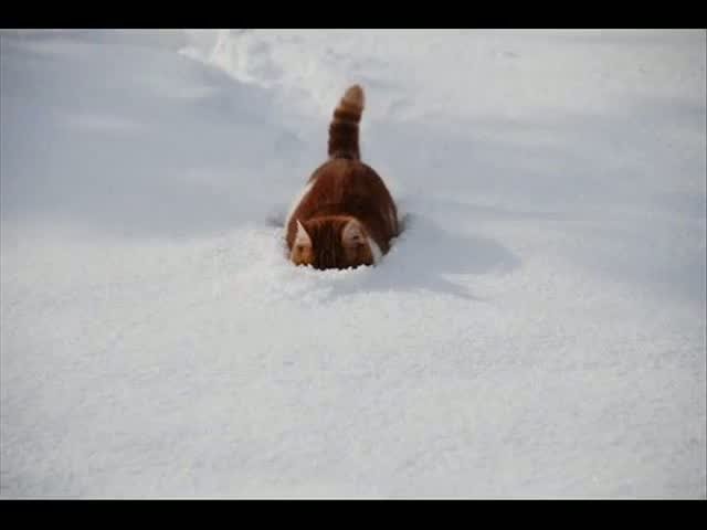 Видео дня: Кот пробил снежную стену на пути домой