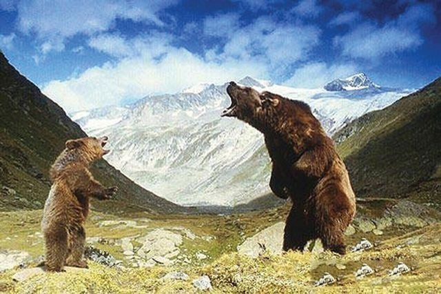звери в кино, Медведь