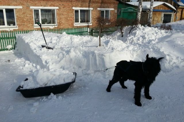 Даже собака разгребает омский снег