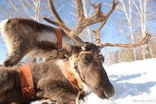 Проводы зимы в оленьих ручьях