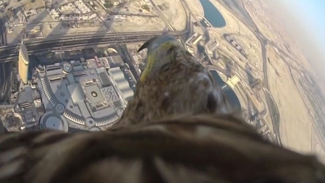 Видео дня: Орел снял свой полет с высотки в Дубаи