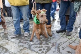 Парад собак ирландских пород
