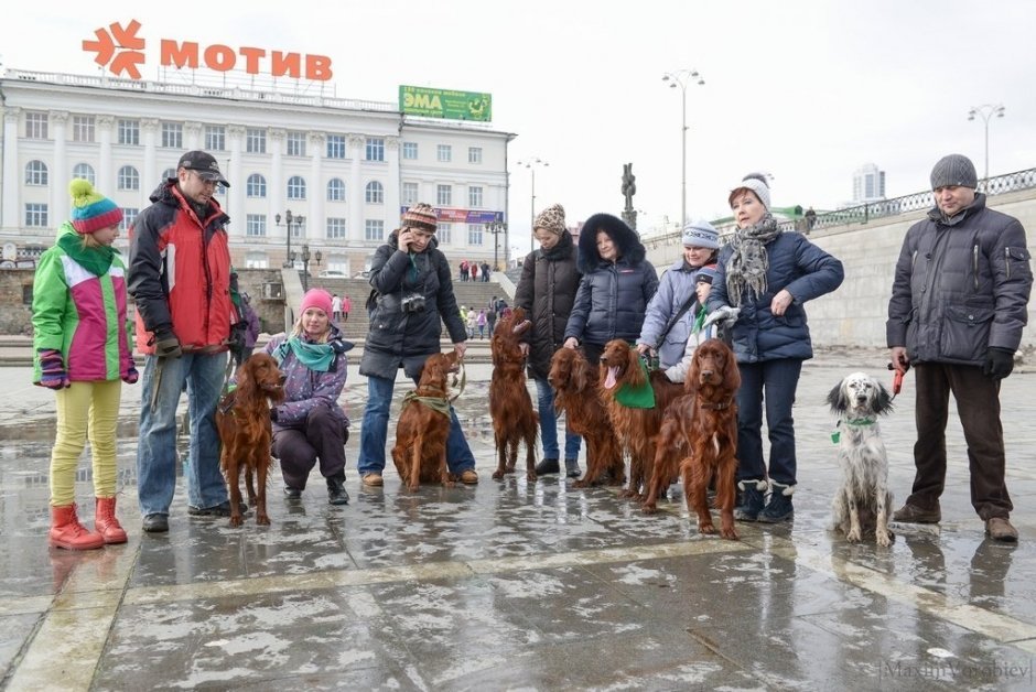 Парад собак ирландских пород