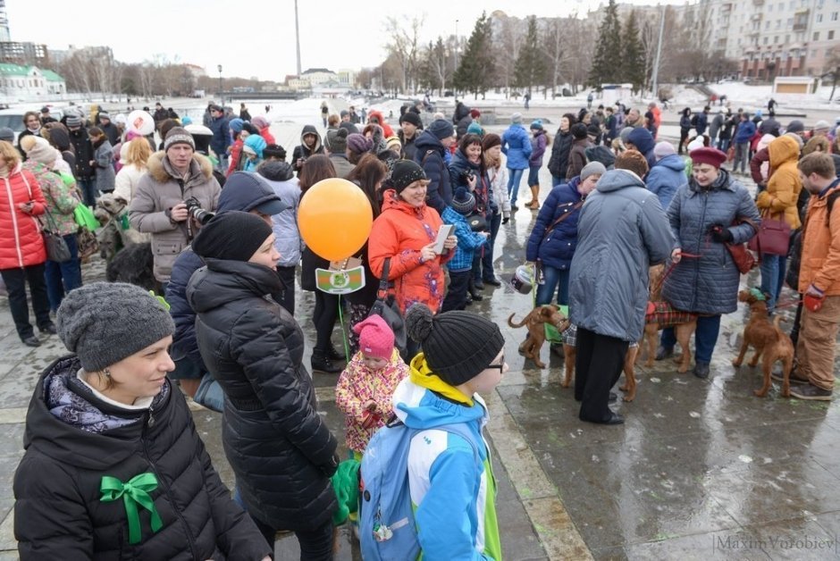 Парад собак ирландских пород