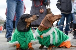 Парад собак ирландских пород